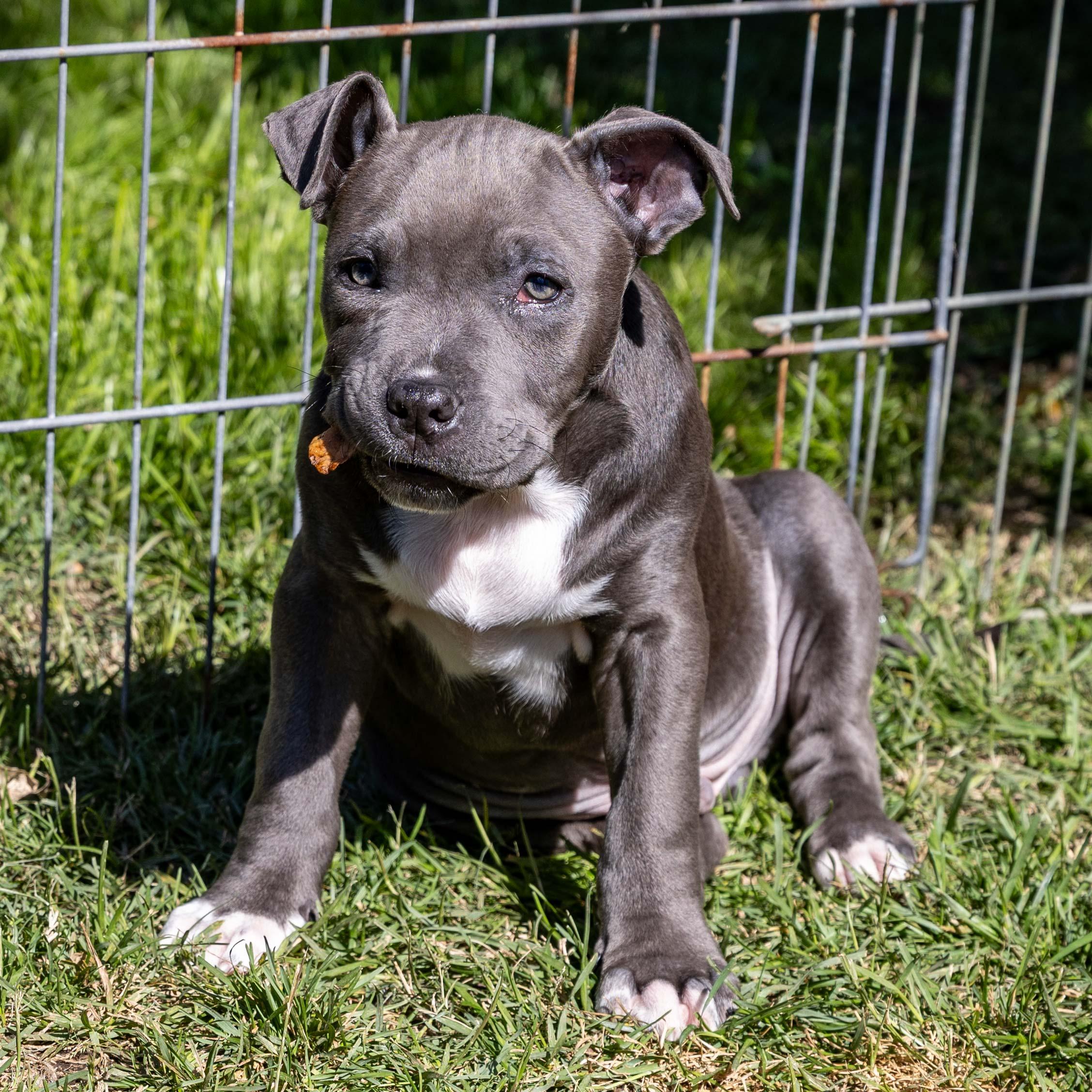 Enlarge FreddieBlue, a ADOPTABLE Pit Bull Terrier in Hermosa Beach, CA image 1/4
