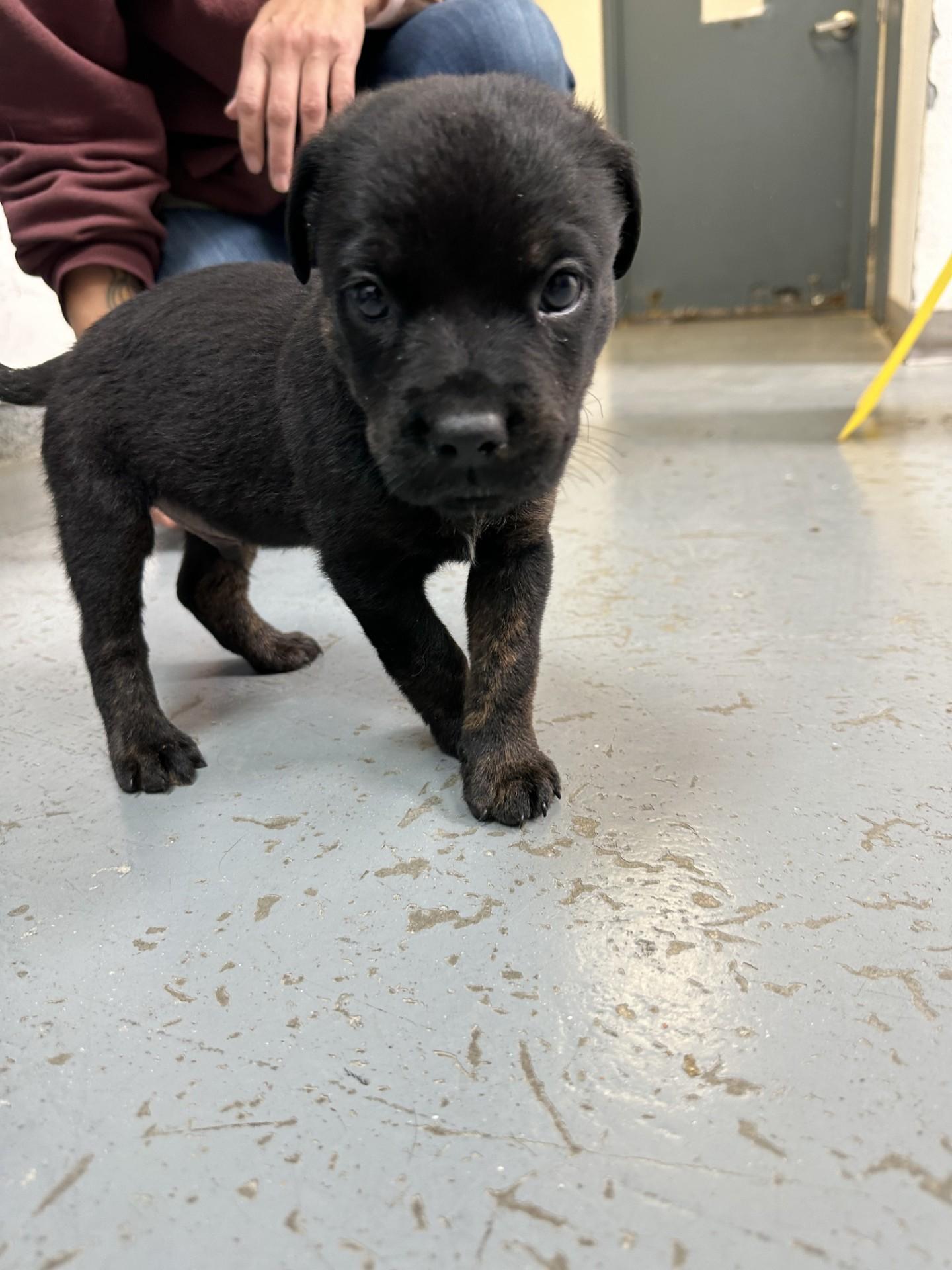 59907047, ADOPTABLE, Young Male Shepherd.