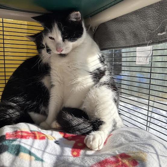 Sprinkles, a Adoptable Domestic Short Hair in Saint Cloud, MN image 1/6