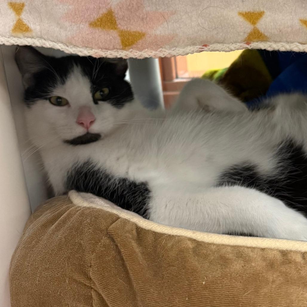 Sprinkles, Adoptable, Young Male Domestic Short Hair.