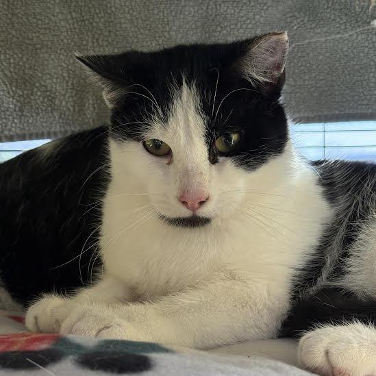 Sprinkles, a Adoptable Domestic Short Hair in Saint Cloud, MN image 2/6