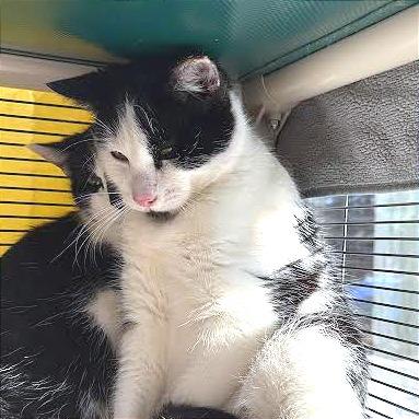 Sprinkles, a Adoptable Domestic Short Hair in Saint Cloud, MN image 3/6