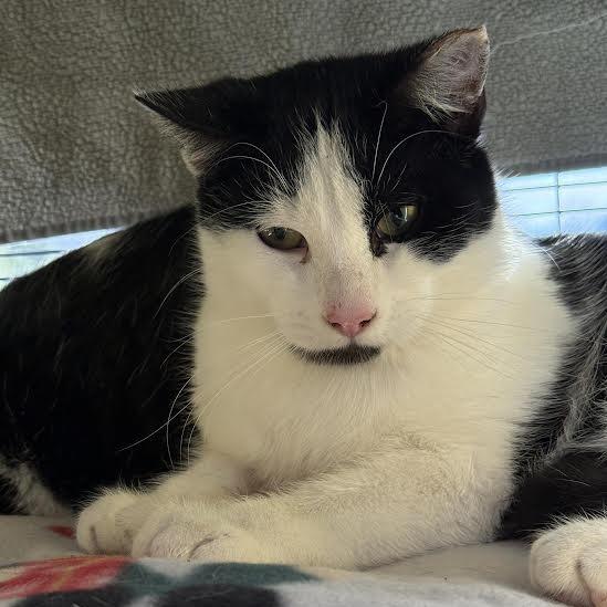 Sprinkles, a Adoptable Domestic Short Hair in Saint Cloud, MN image 4/6