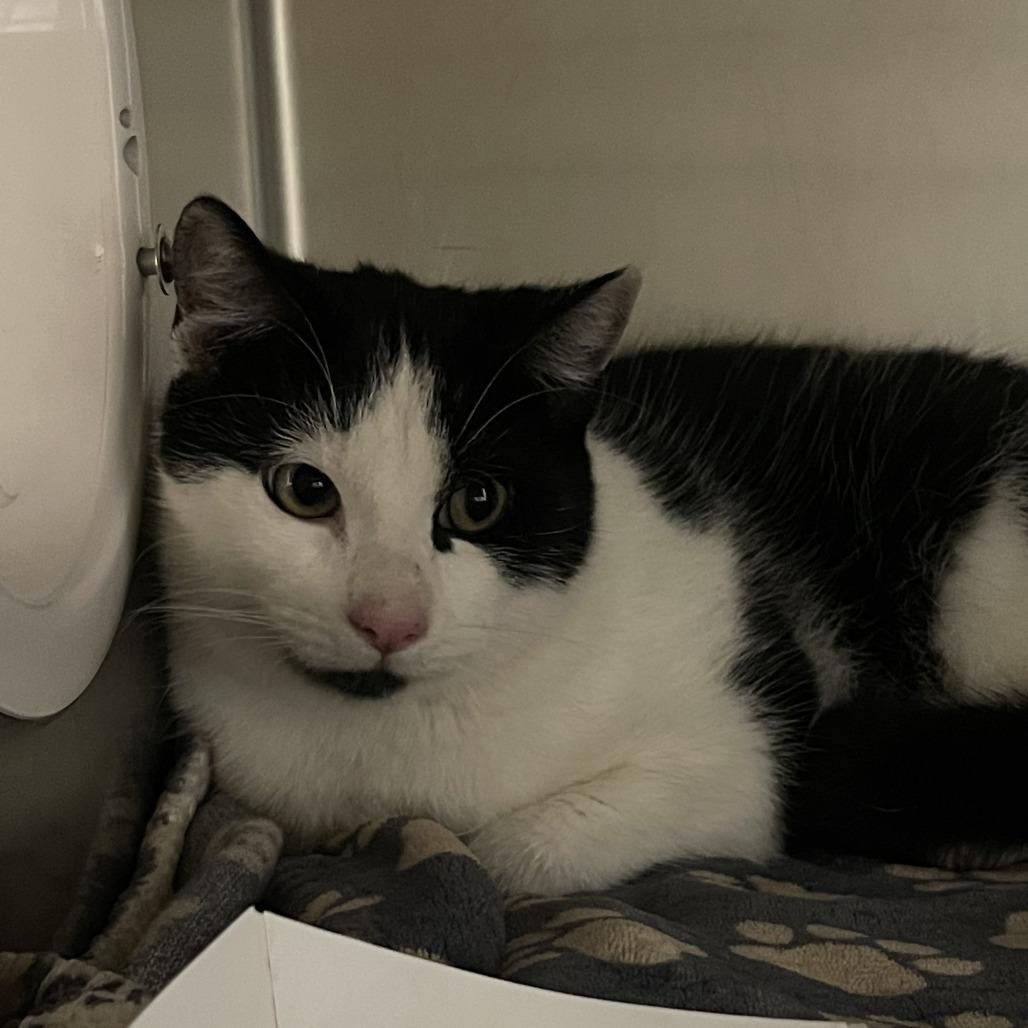 Sprinkles, a Adoptable Domestic Short Hair in Saint Cloud, MN image 5/6