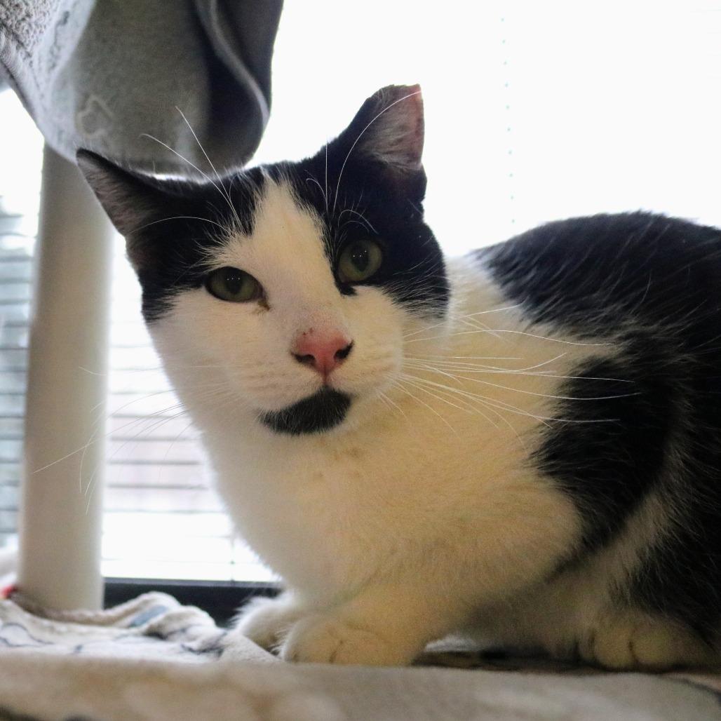 Sprinkles, a Adoptable Domestic Short Hair in Saint Cloud, MN image 6/6