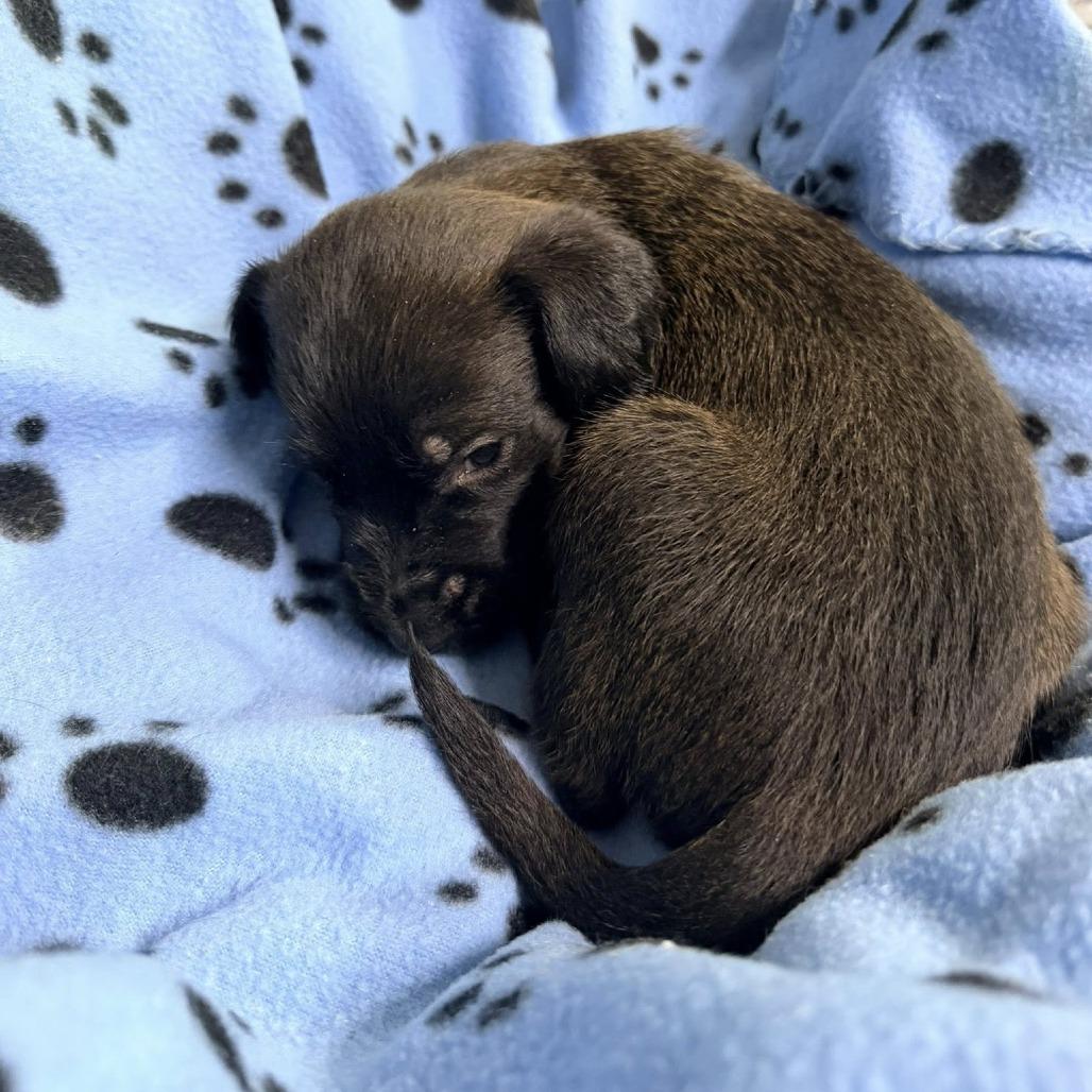 Enlarge Frosty(Christmas Crew), a Adoptable mixed breed in Lenoir, NC image 2/2