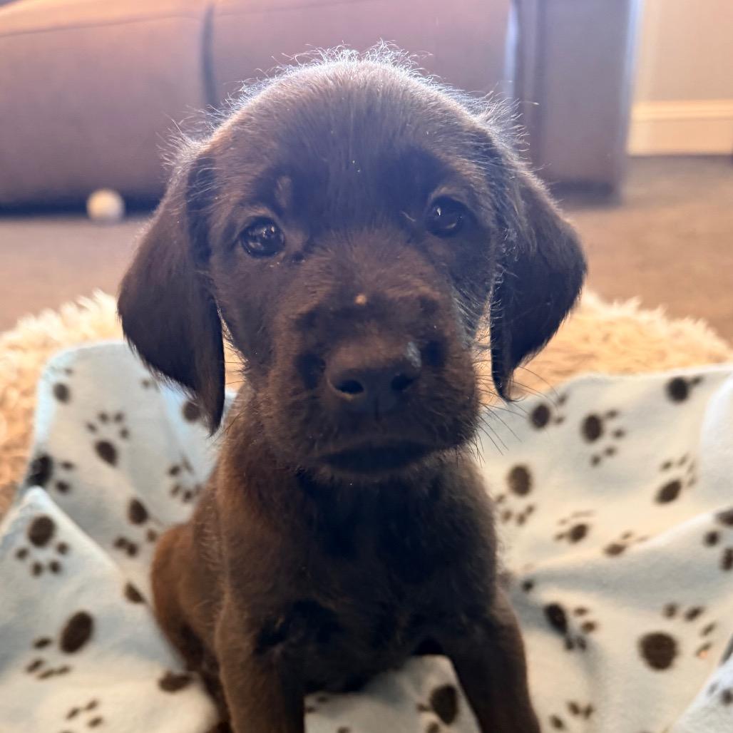 Frosty(Christmas Crew), Adoptable, Puppy Male Poodle & Labrador Retriever.