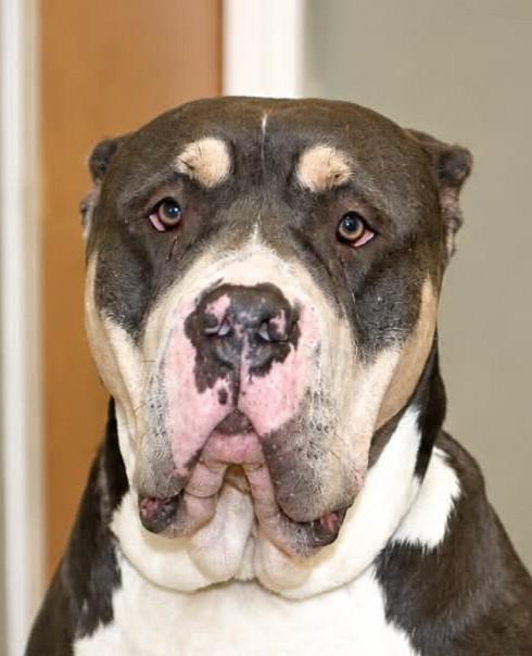 Trinity, ADOPTABLE, Young Female American Bulldog & Shar-Pei.
