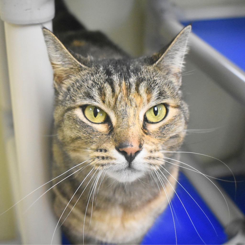 Enlarge Missy, a Adoptable mixed breed in Saint Petersburg, FL image 1/1