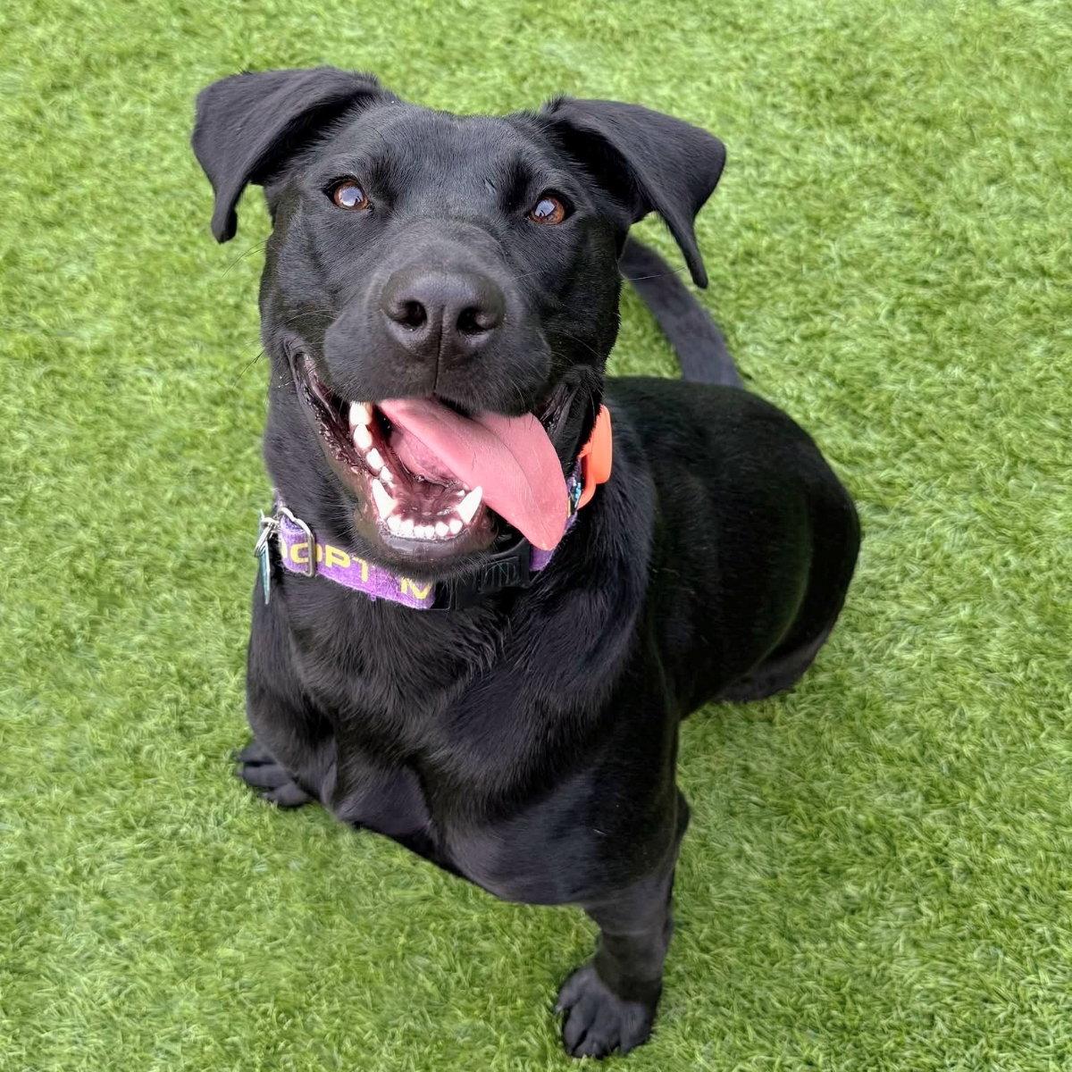 Sunflower, a Adoptable Pit Bull Terrier in Oakland, CA image 2/3