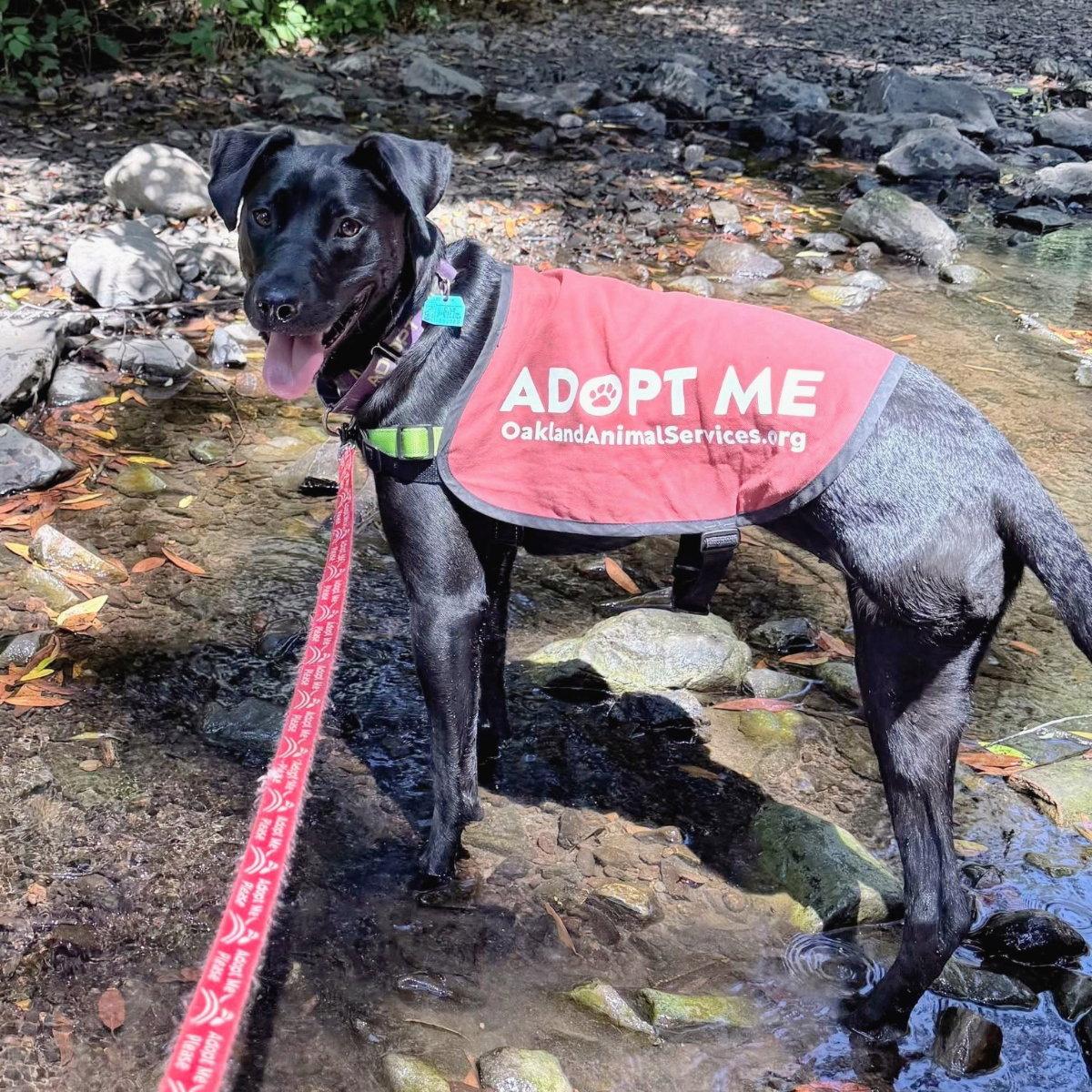 Sunflower, a Adoptable Pit Bull Terrier in Oakland, CA image 3/3