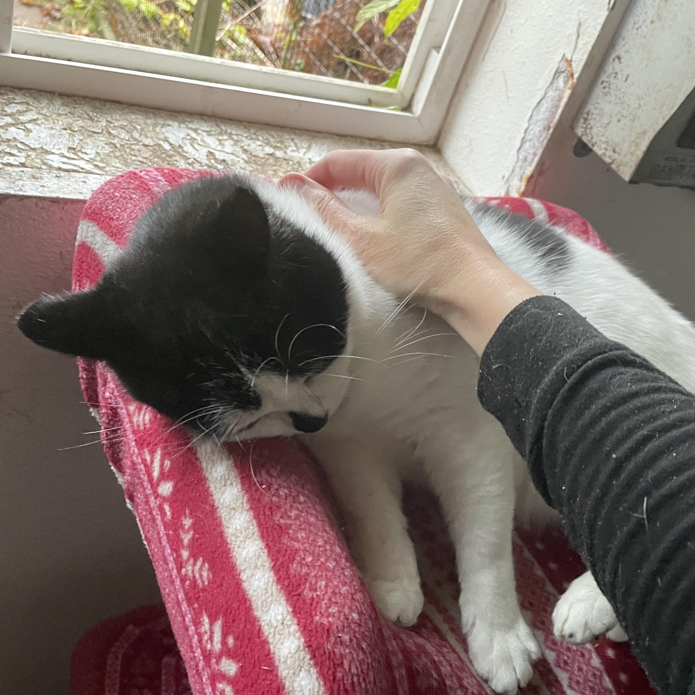 Enlarge Zinna, a Adoptable Domestic Short Hair in Stanwood, WA image 5/5