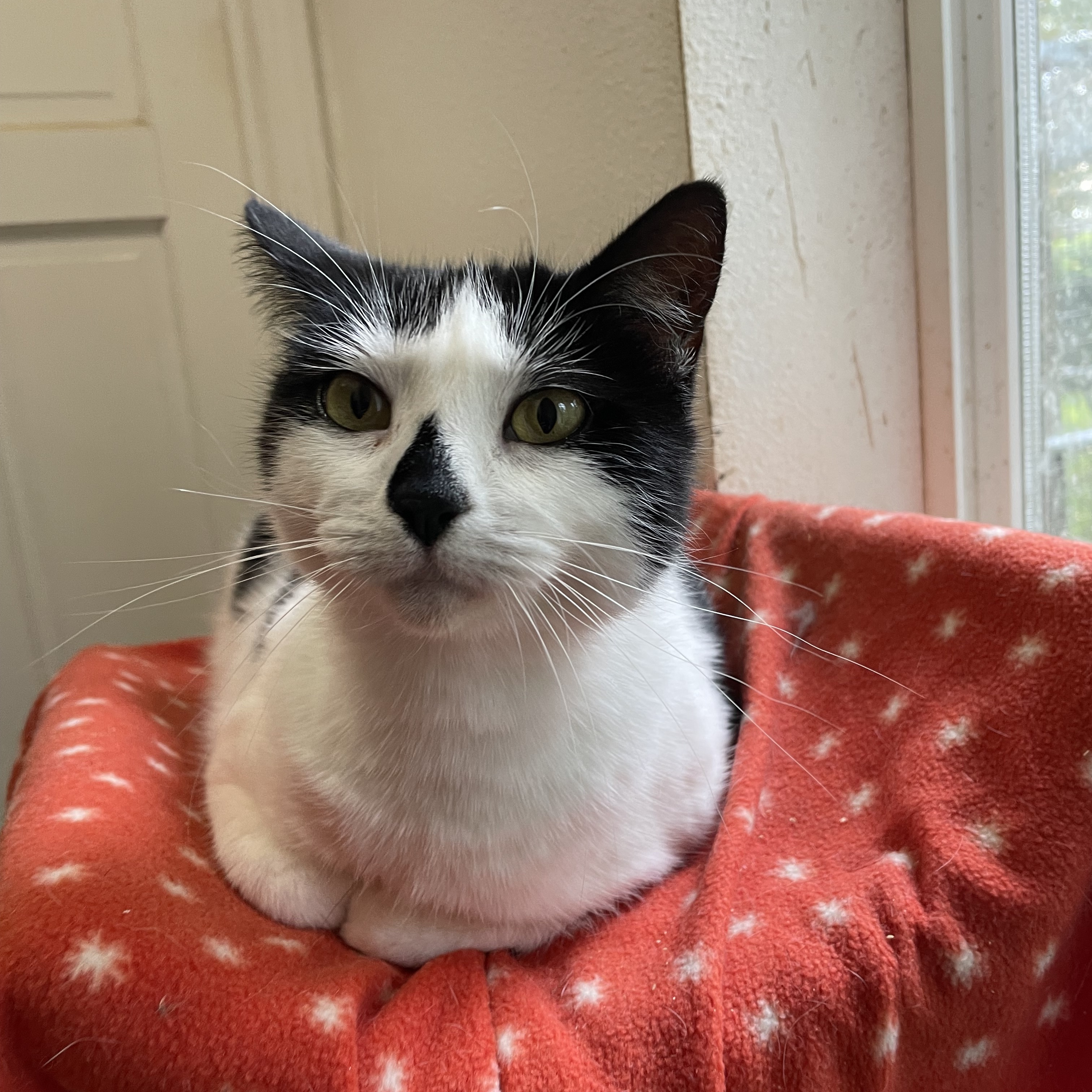 Enlarge Zinna, a Adoptable Domestic Short Hair in Stanwood, WA image 3/5