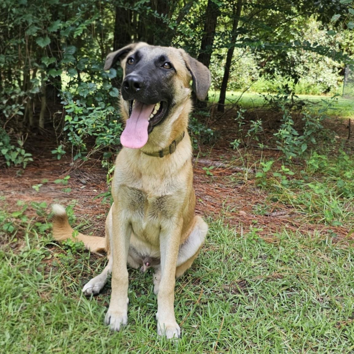 Jered, Adoptable, Young Male German Shepherd Dog.