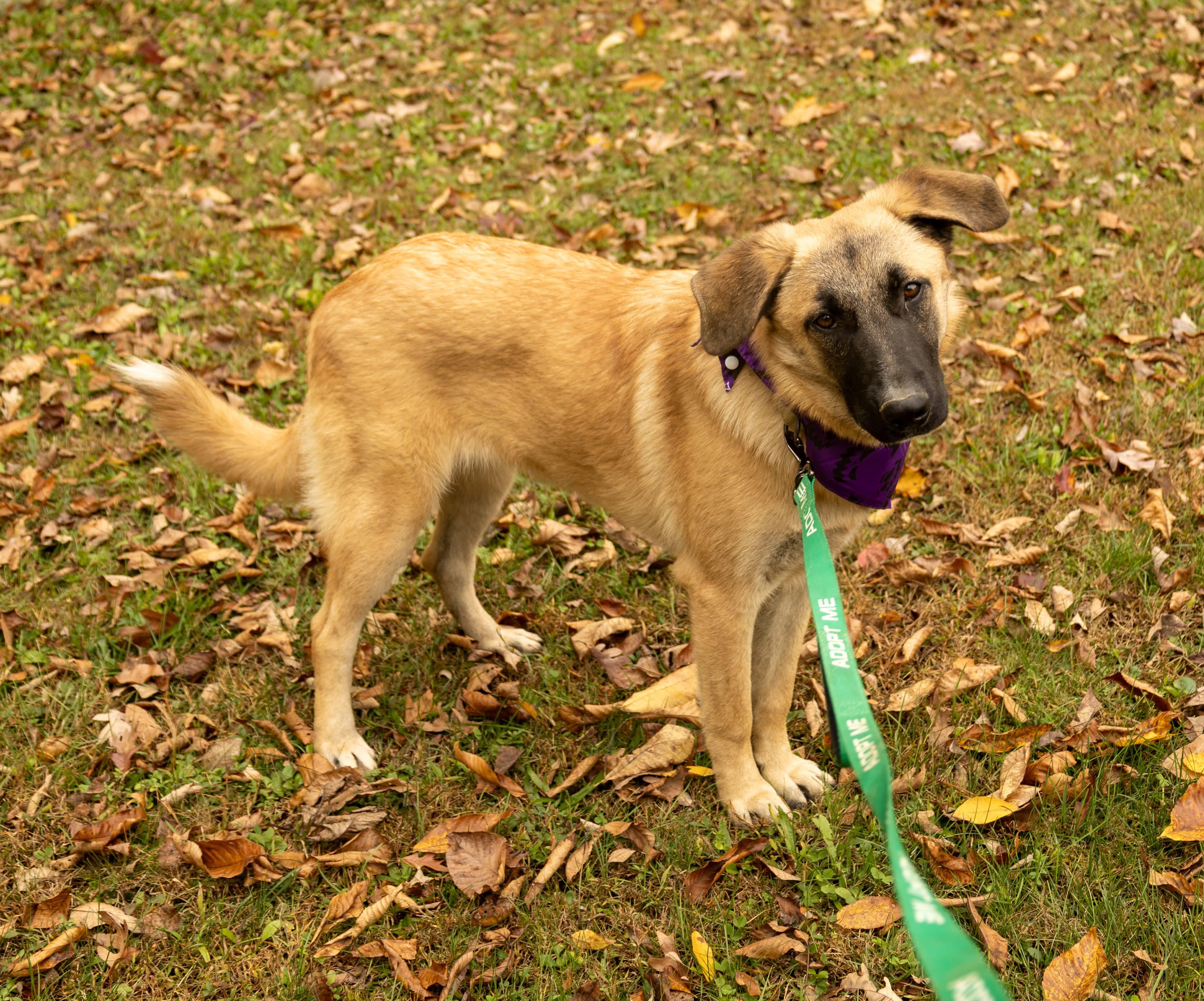 Jered, a Adoptable mixed breed in Argyle, NY image 4/6