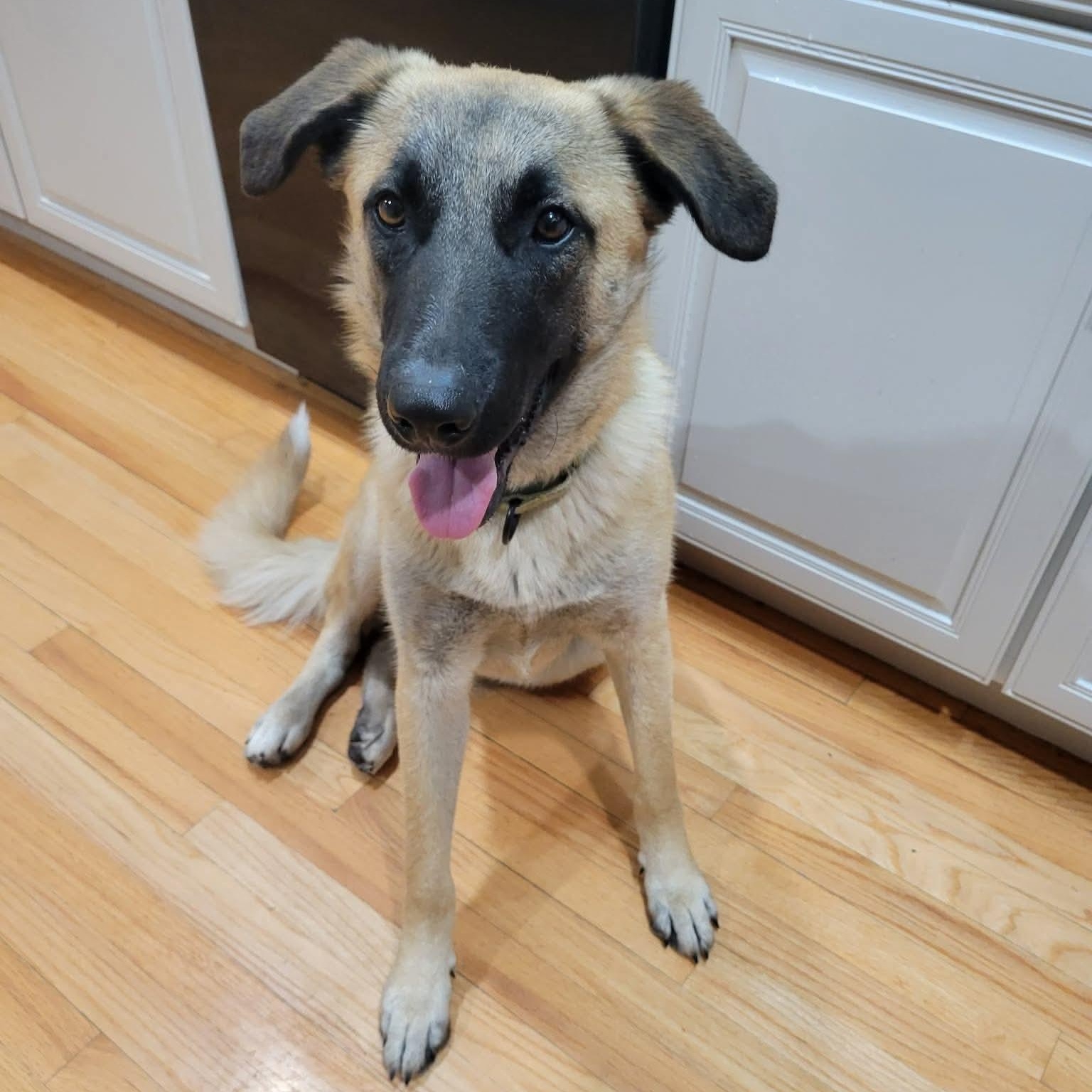 Jered, Adoptable, Young Male German Shepherd Dog.