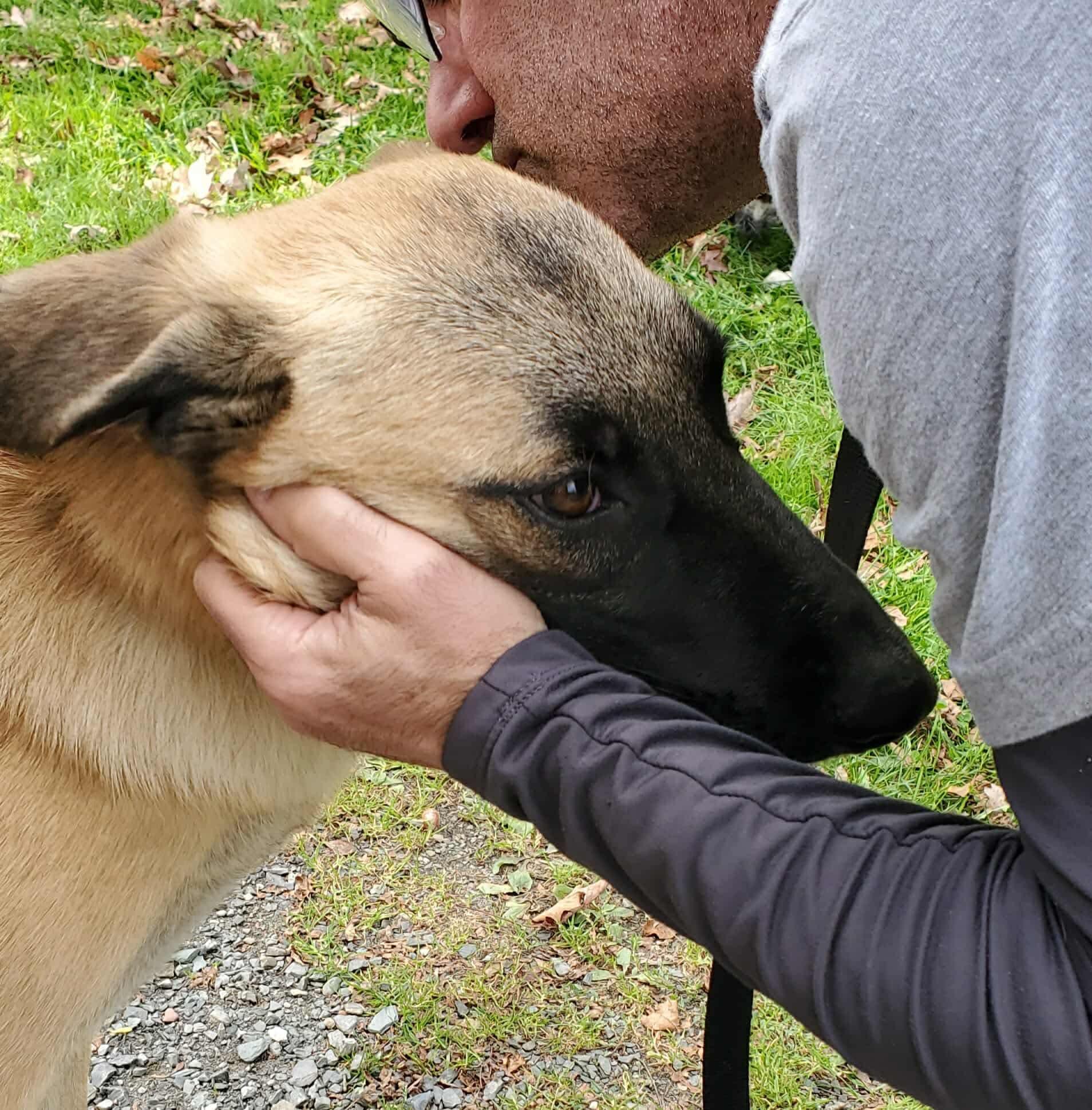 Jered, a Adoptable mixed breed in Argyle, NY image 5/6