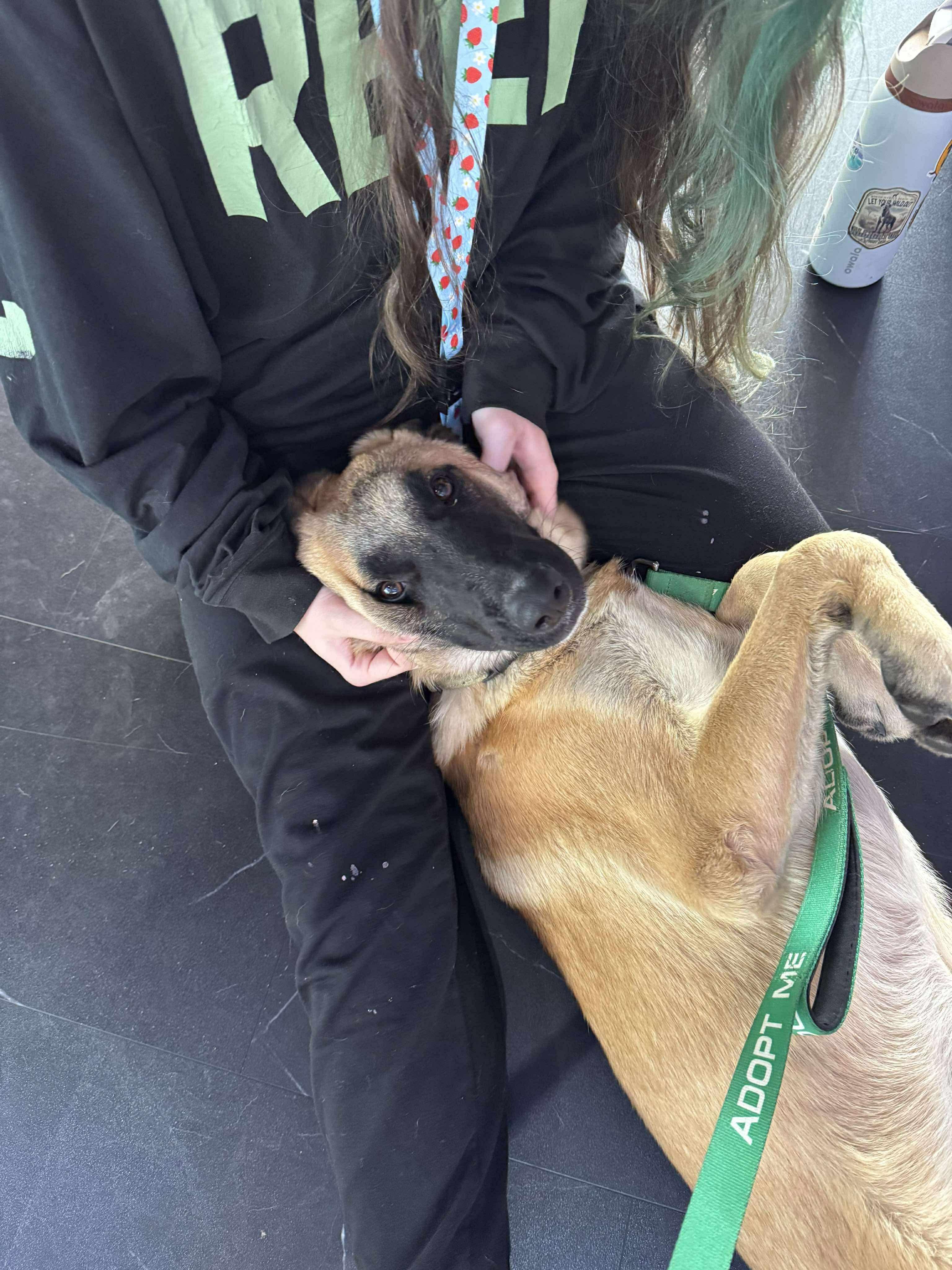 Jered, a Adoptable mixed breed in Argyle, NY image 6/6