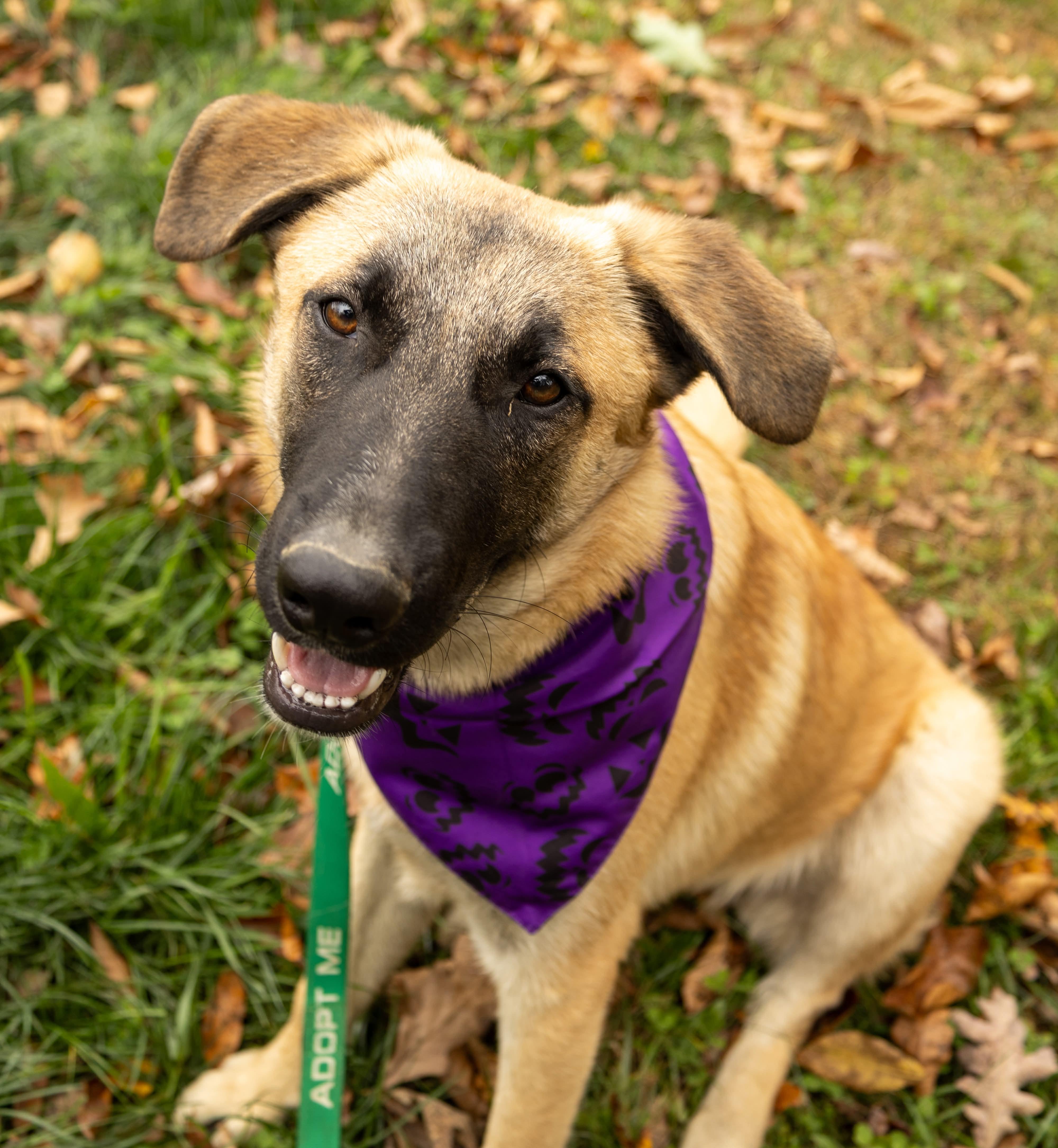 Jered, Adoptable, Young Male German Shepherd Dog.