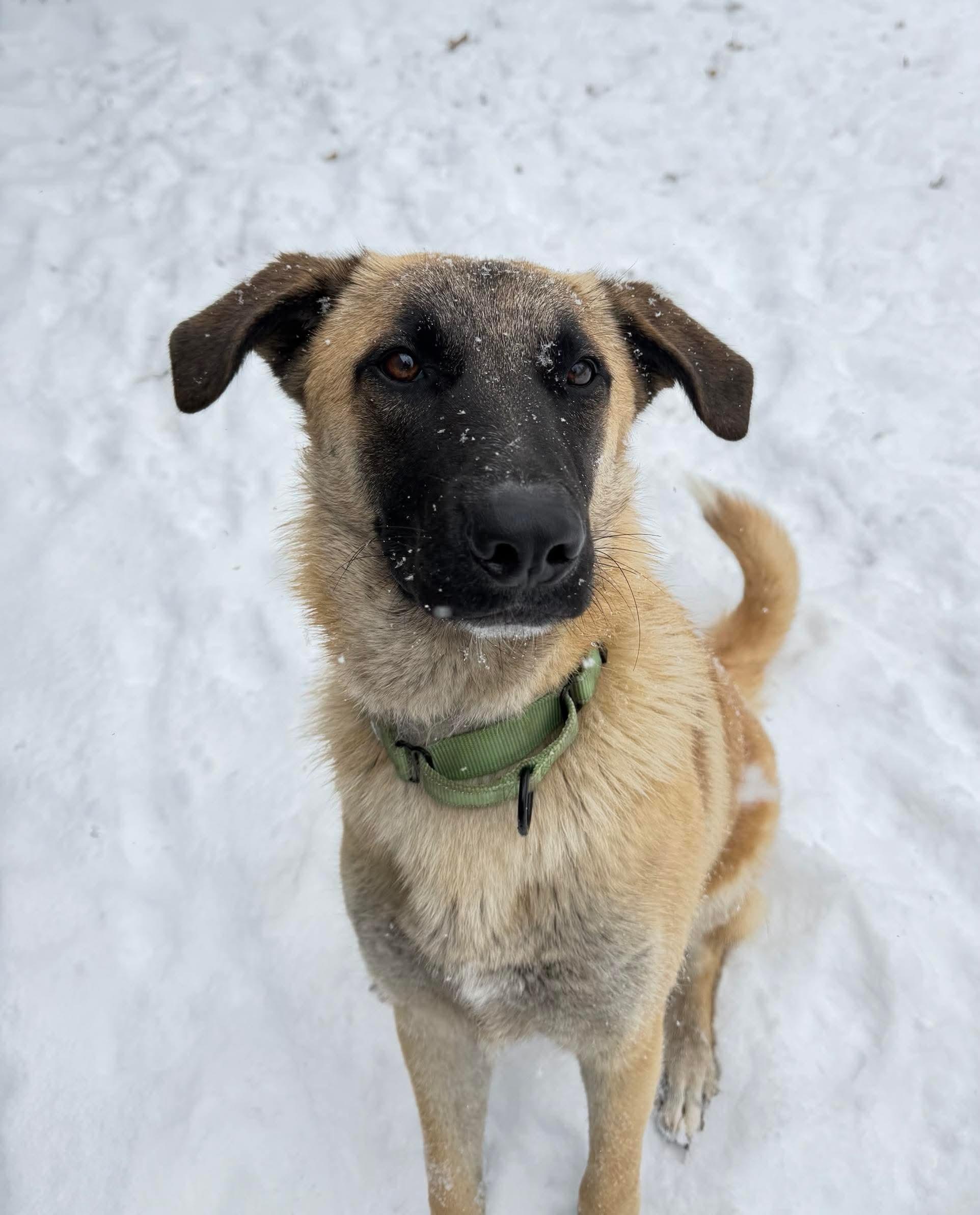 Jered, a Adoptable mixed breed in Argyle, NY image 2/6