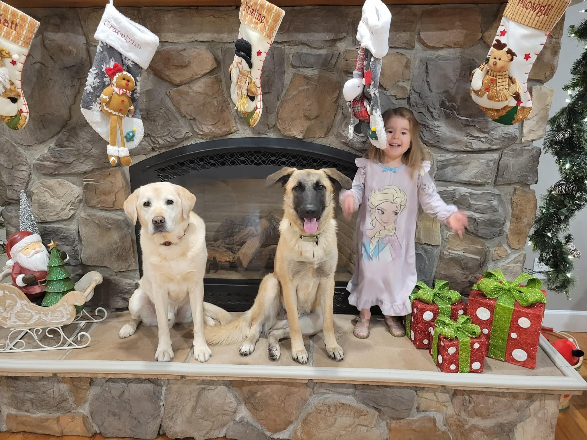 Enlarge Jered, a Adoptable mixed breed in Argyle, NY image 5/6