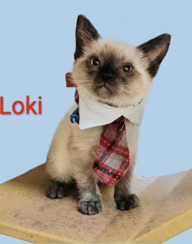 Loki, ADOPTABLE, Kitten Male Siamese.