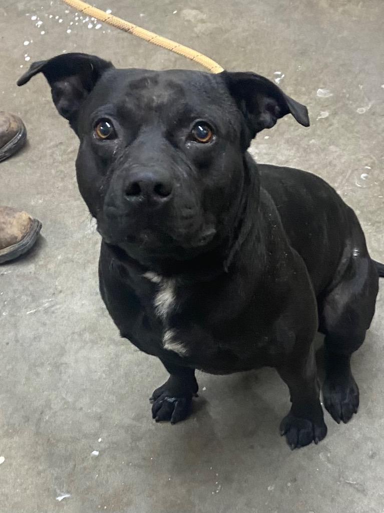 Enlarge Tank, a Adoptable Pit Bull Terrier in Swainsboro, GA image 1/2