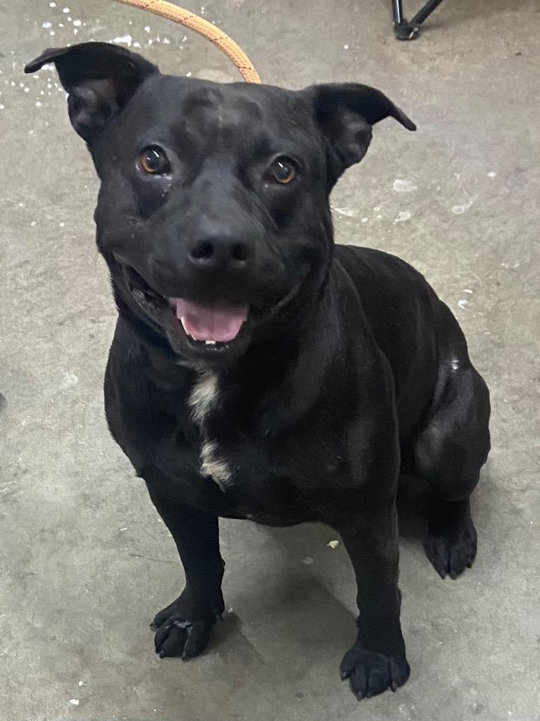 Enlarge Tank, a Adoptable Pit Bull Terrier in Swainsboro, GA image 2/2