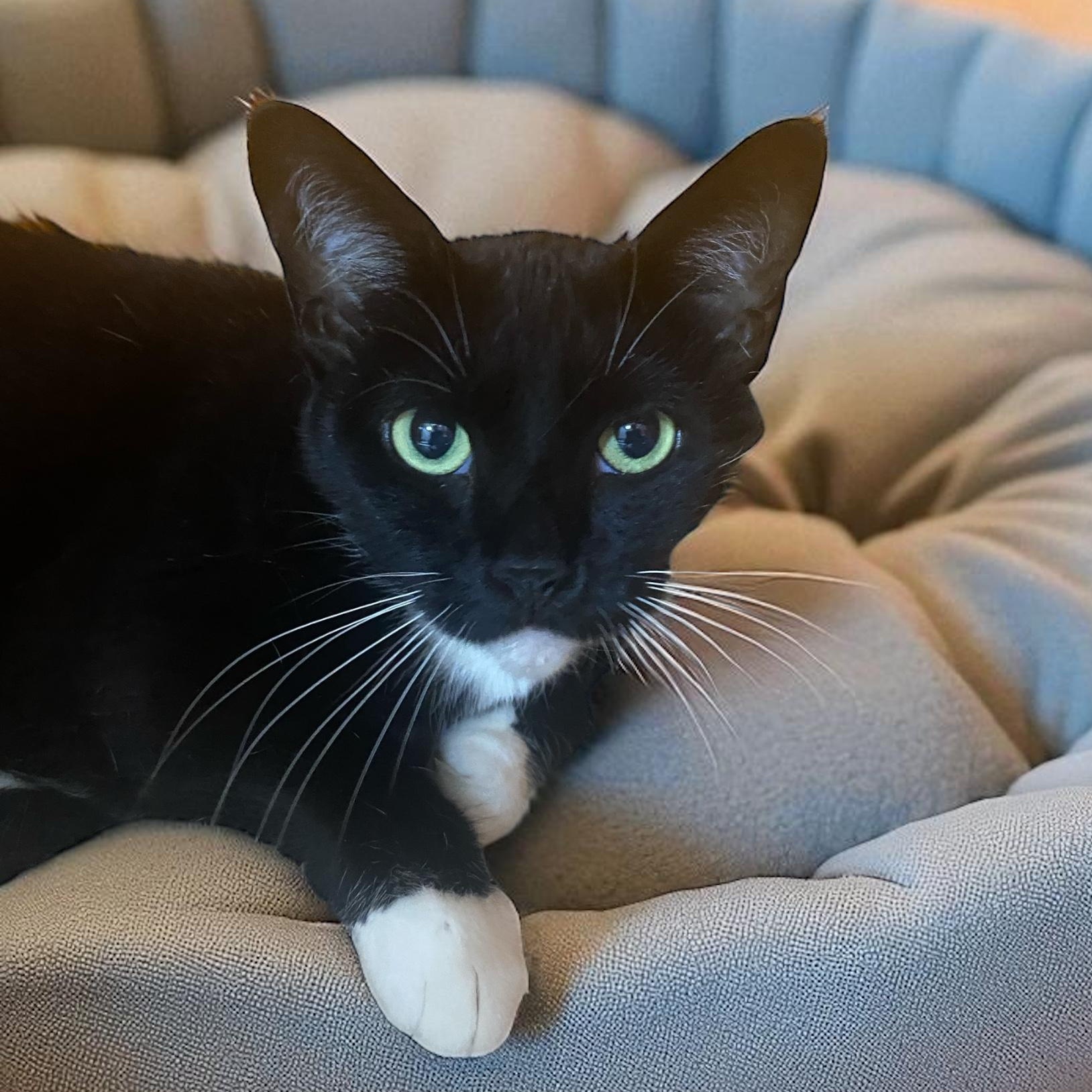 Chloe