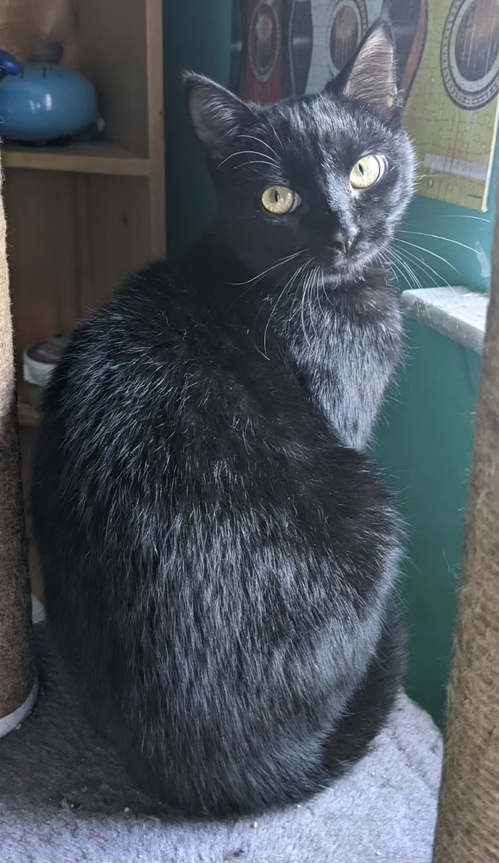 Enlarge Marley, a Adoptable mixed breed in Oshawa, ON image 2/4