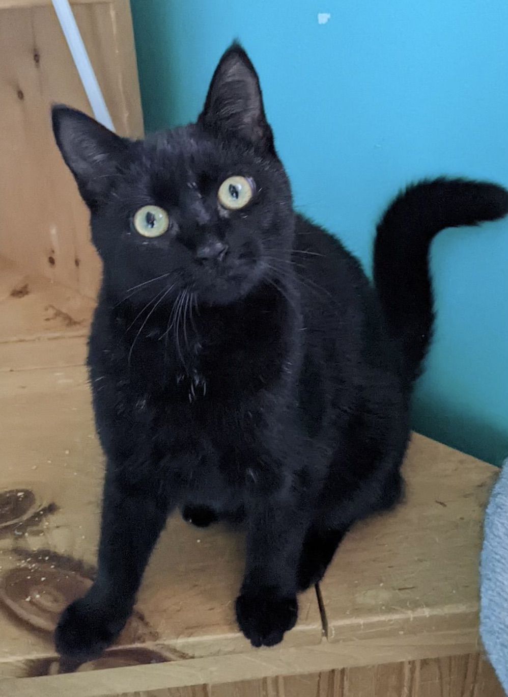 Marley, Adoptable, Kitten Female Domestic Short Hair.