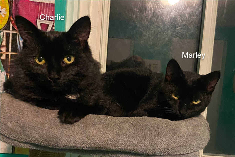 Marley, Adoptable, Kitten Female Domestic Short Hair.