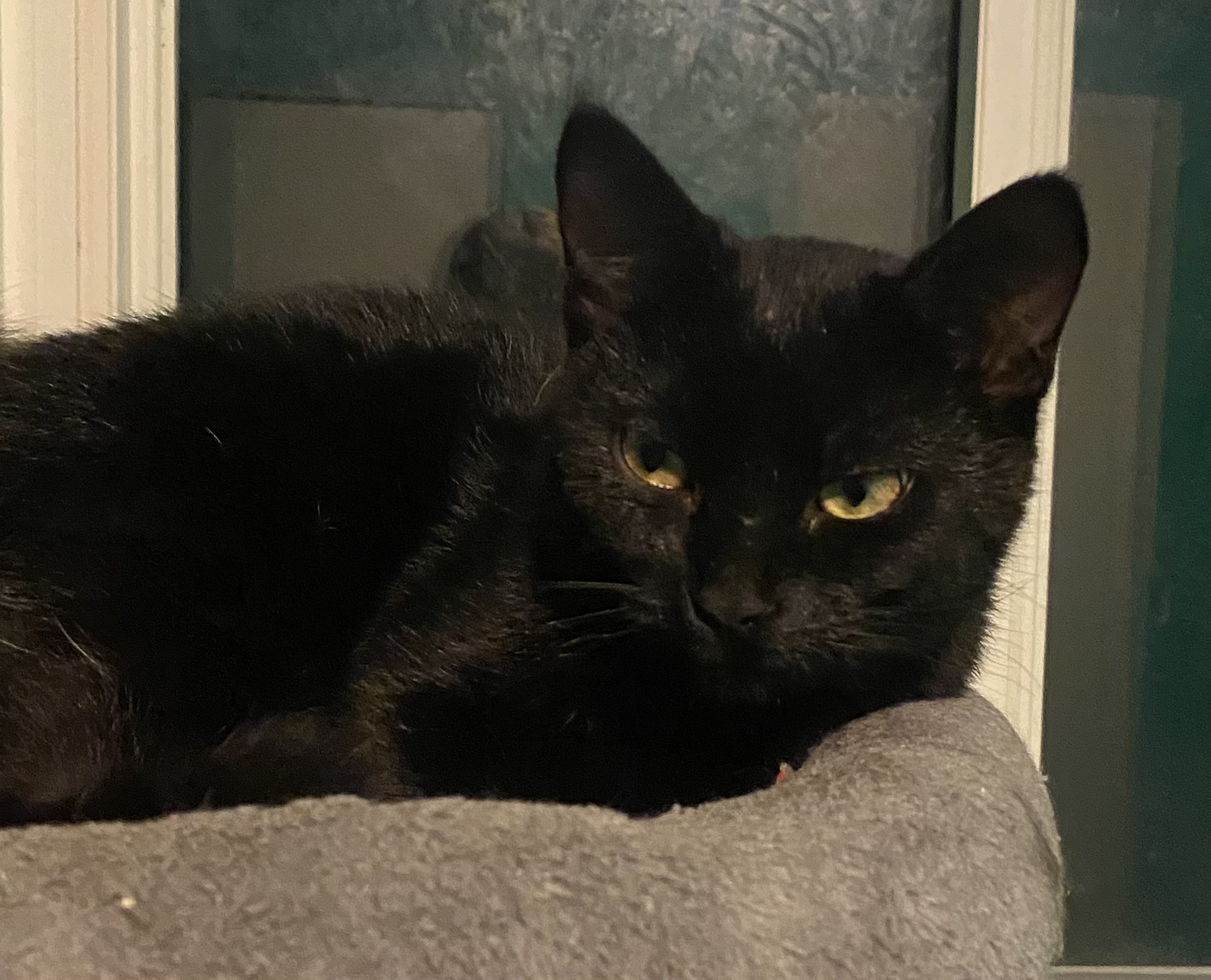 Enlarge Marley, a Adoptable mixed breed in Oshawa, ON image 4/4