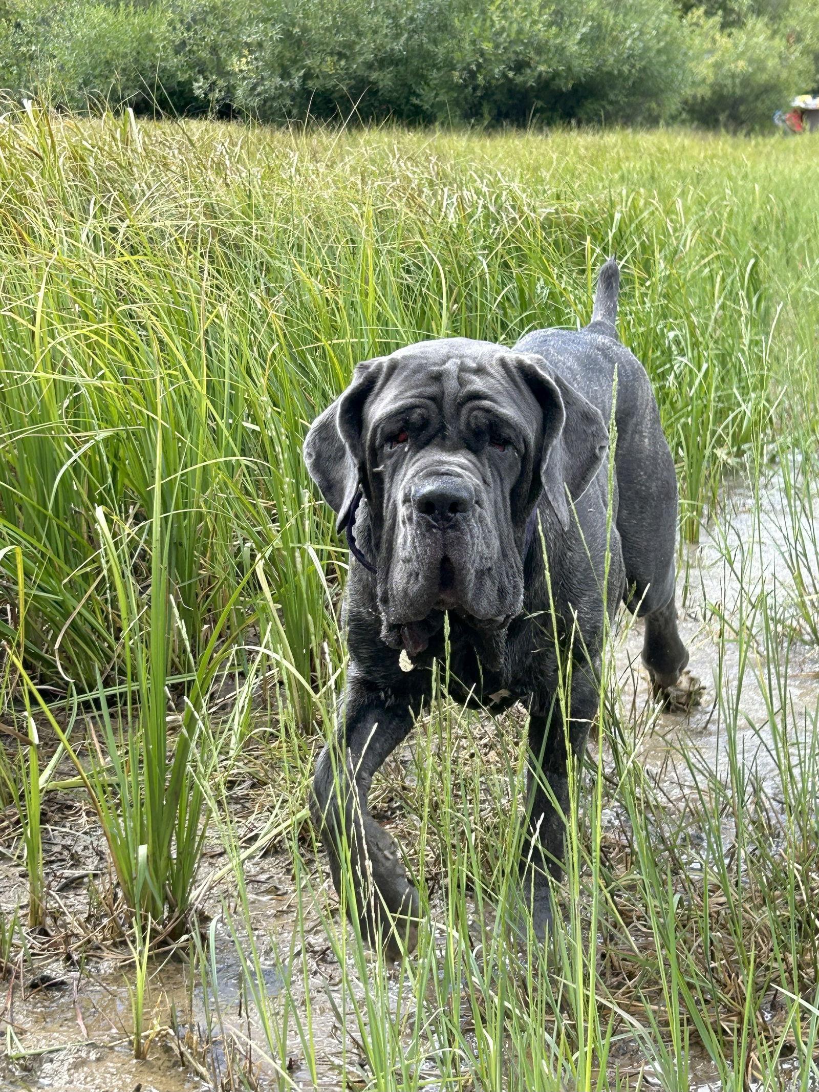 Enlarge Capri, a Adoptable Neapolitan Mastiff in Saint Charles, MO image 1/3