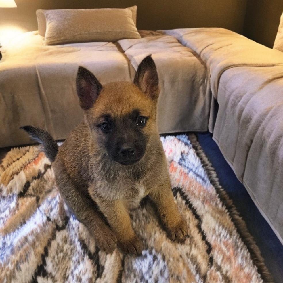 Tino, a Adoptable Belgian Shepherd / Malinois in Las Vegas, NV image 3/3