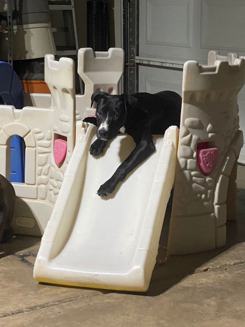 Rowan, Adopted, Puppy Female Labrador Retriever & Great Dane.