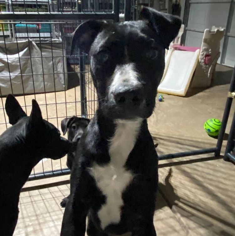 Rowan, a Adopted mixed breed in Lubbock, TX image 2/4