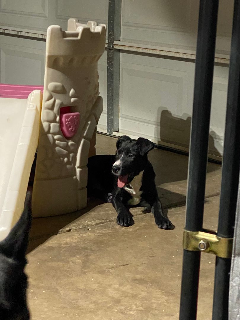 Rowan, a Adopted mixed breed in Lubbock, TX image 3/4