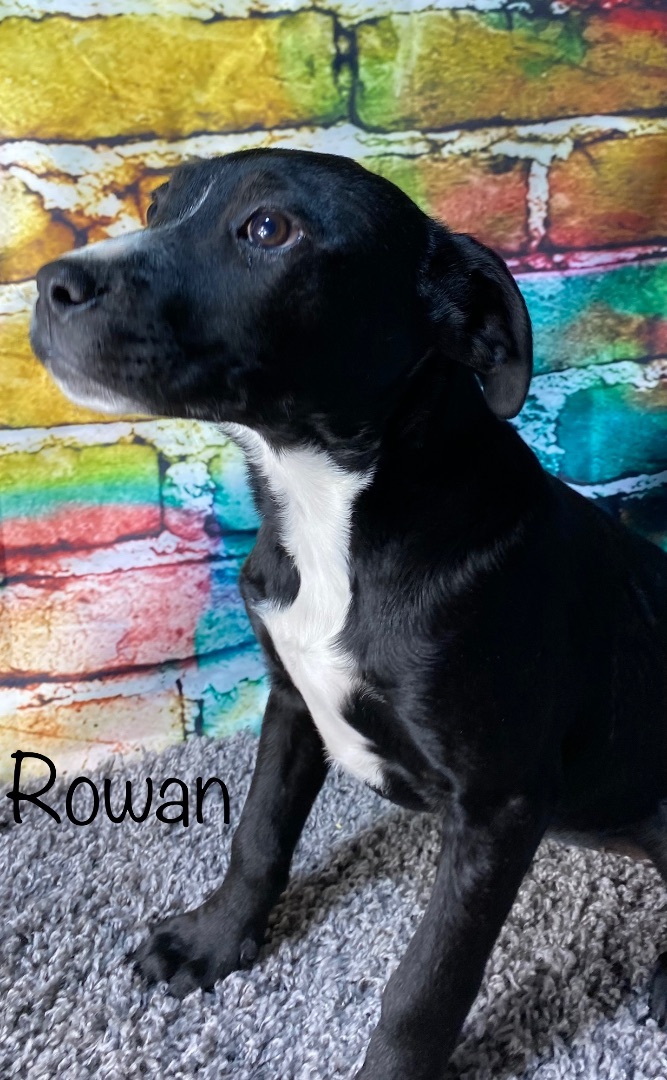 Rowan, a Adopted mixed breed in Lubbock, TX image 4/4
