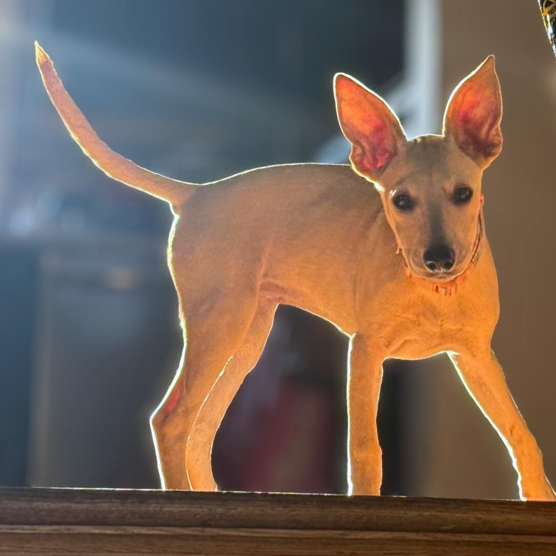 Enlarge Killari, a Adoptable mixed breed in Baltimore, MD image 5/5