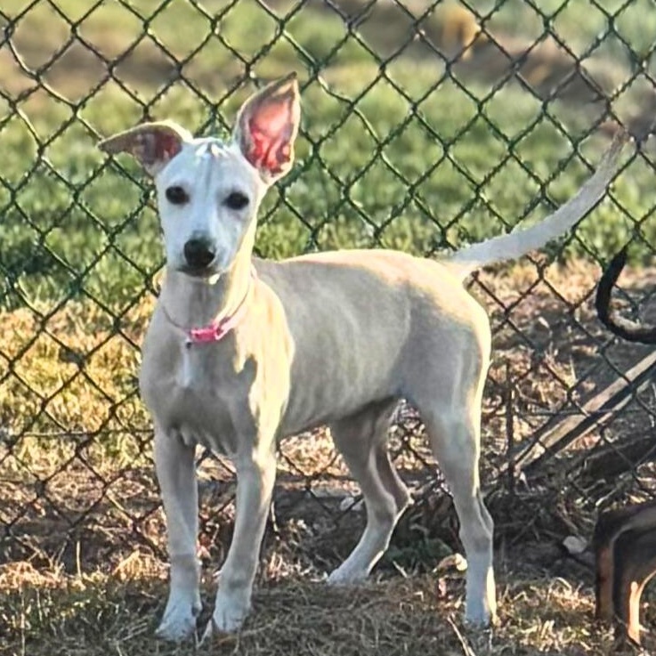 Enlarge Killari, a Adoptable mixed breed in Baltimore, MD image 3/5