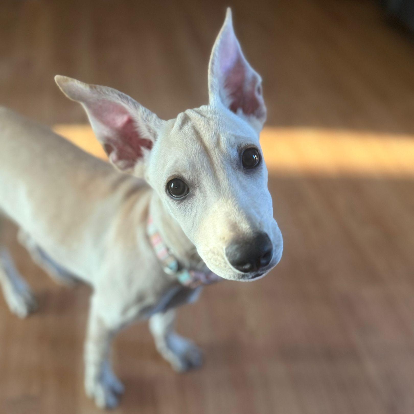 Killari, Adoptable, Puppy Female Mixed Breed.