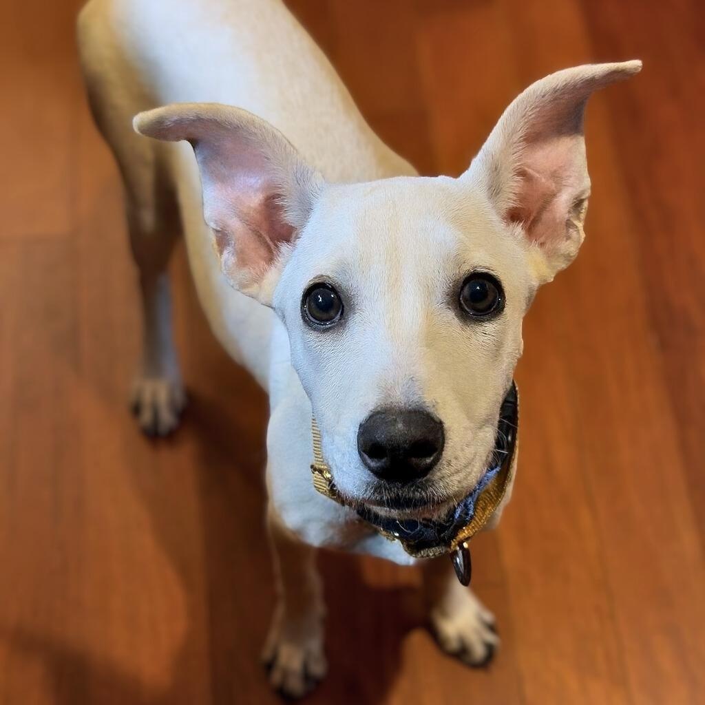 Enlarge Killari, a Adoptable mixed breed in Baltimore, MD image 2/5