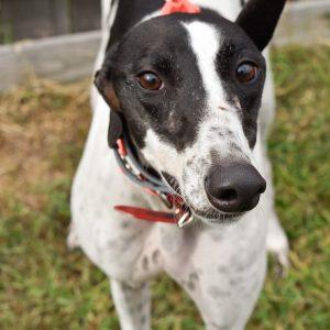 NEVER TOO MUCH, Adoptable, Adult Female Greyhound.