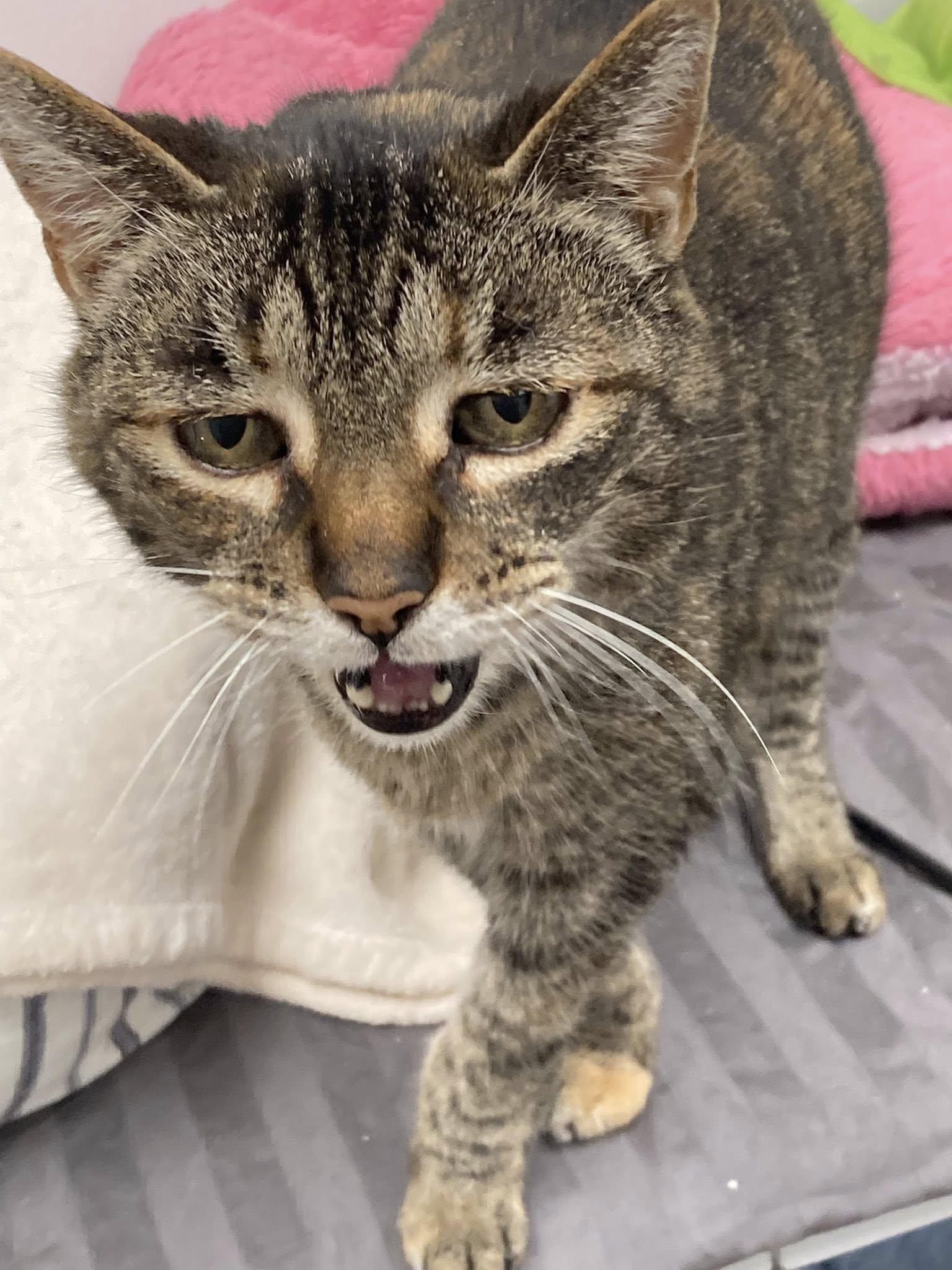 Enlarge Emily, a ADOPTABLE Domestic Short Hair in Manhattan Beach, CA image 3/6