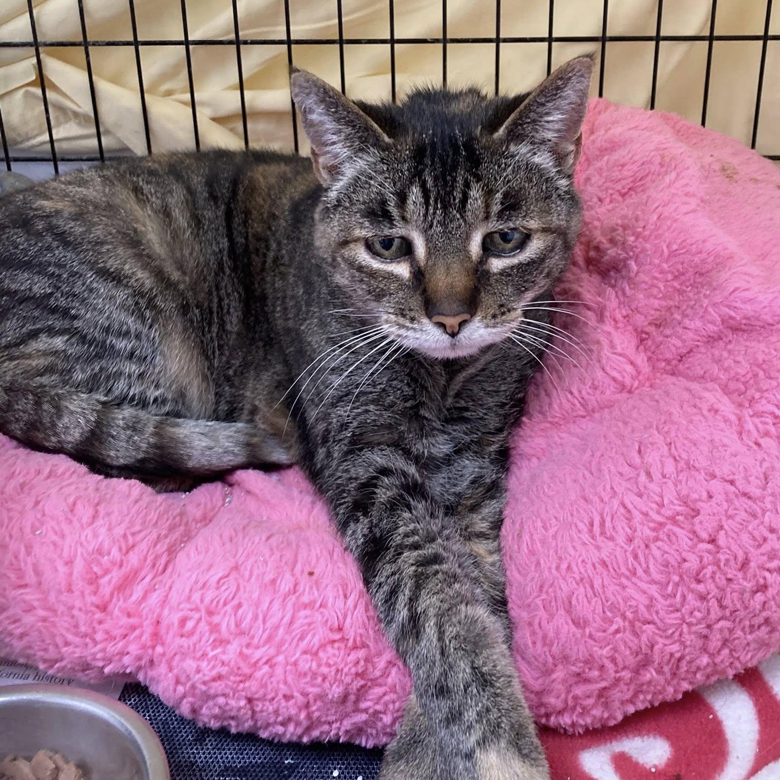 Emily (Must Go With Scarlott), ADOPTABLE, Adult Female Domestic Short Hair.
