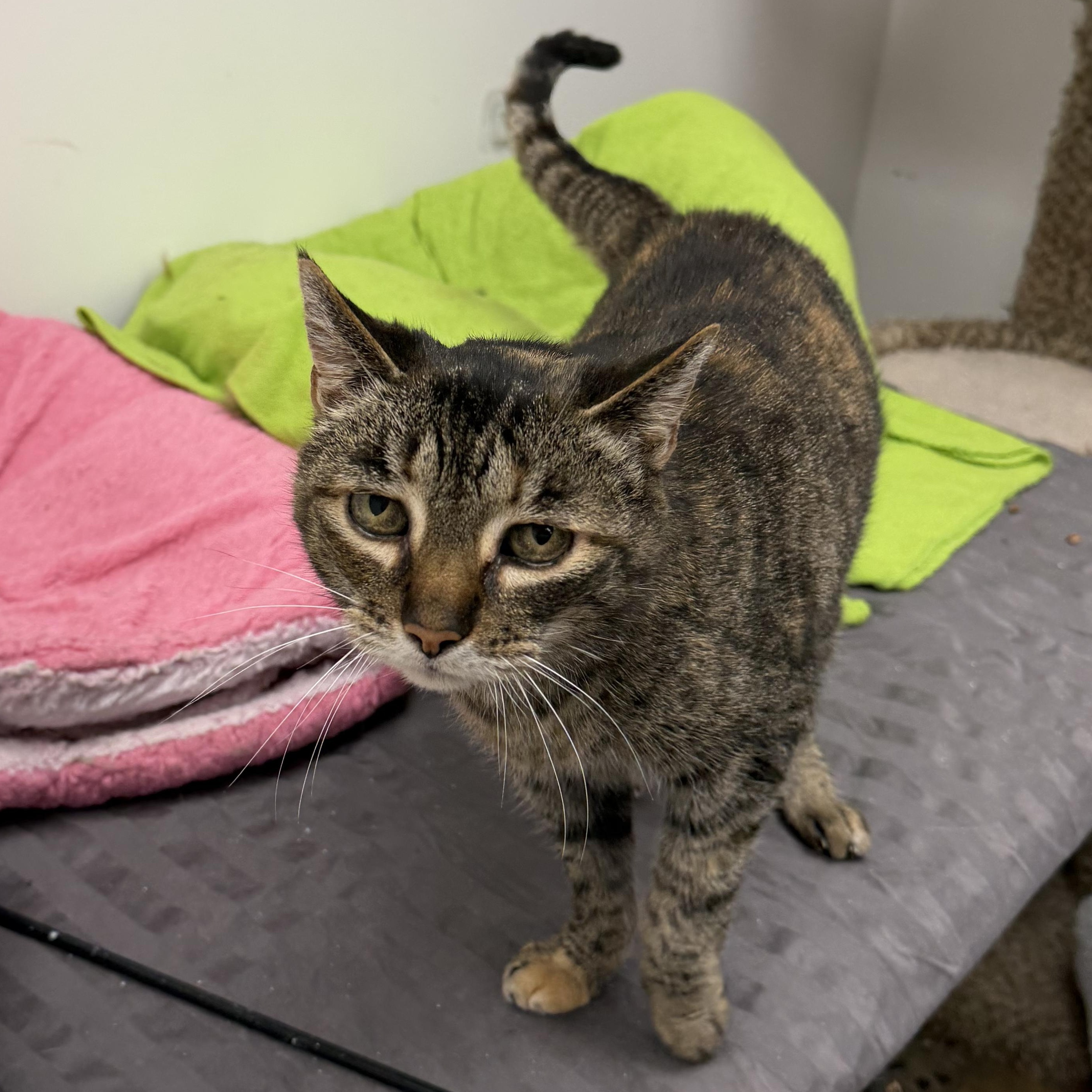 Emily, ADOPTABLE, Adult Female Domestic Short Hair.