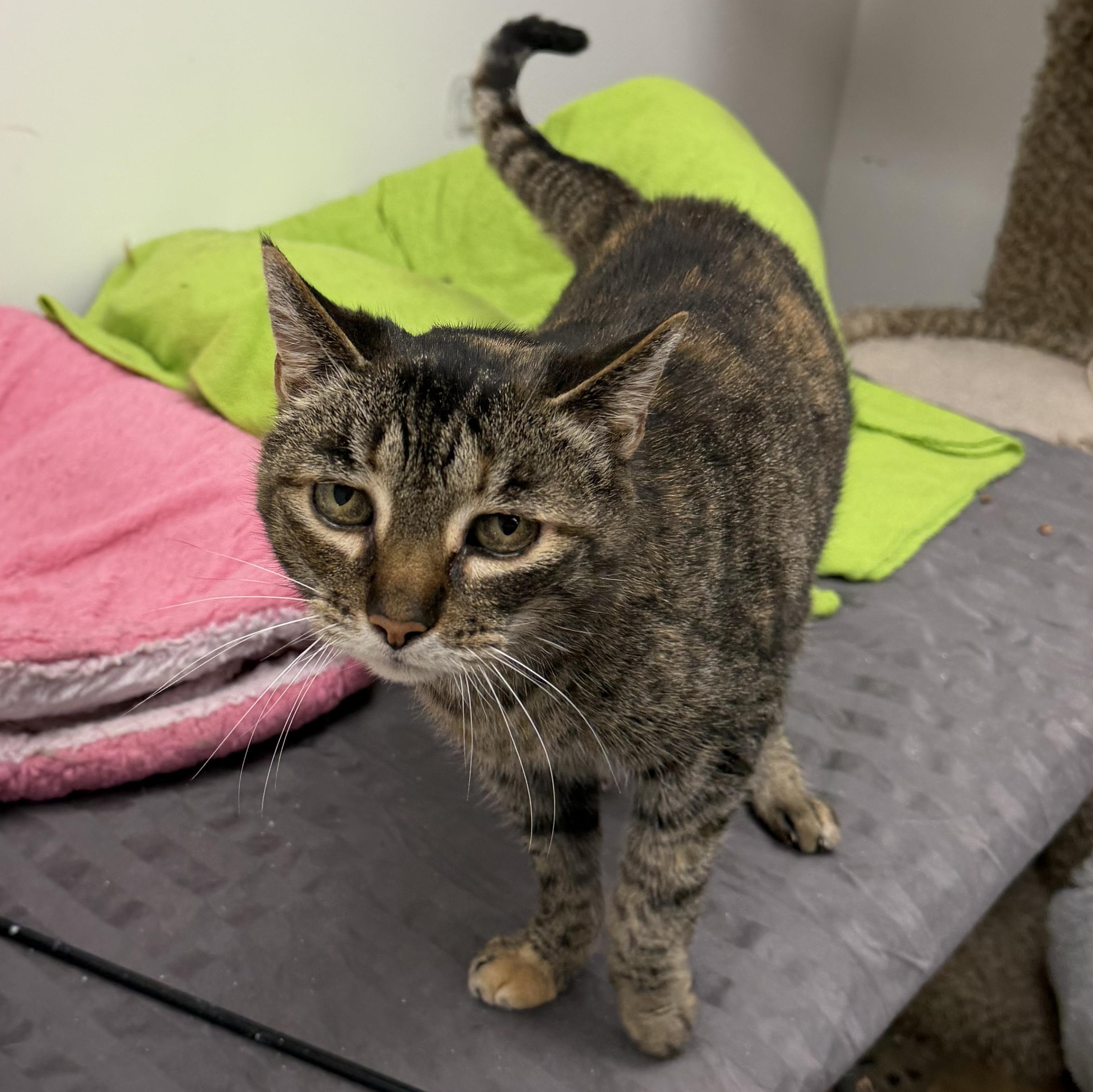 Enlarge Emily, a ADOPTABLE Domestic Short Hair in Manhattan Beach, CA image 1/4