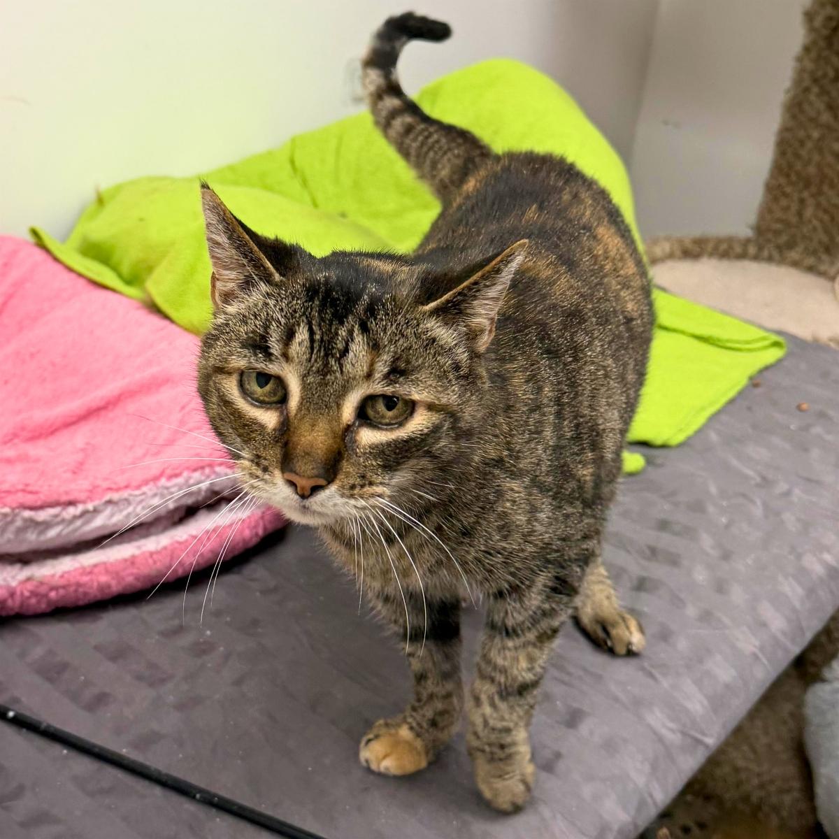 Emily (& Scarlott), a ADOPTABLE mixed breed in El Segundo, CA image 3/5
