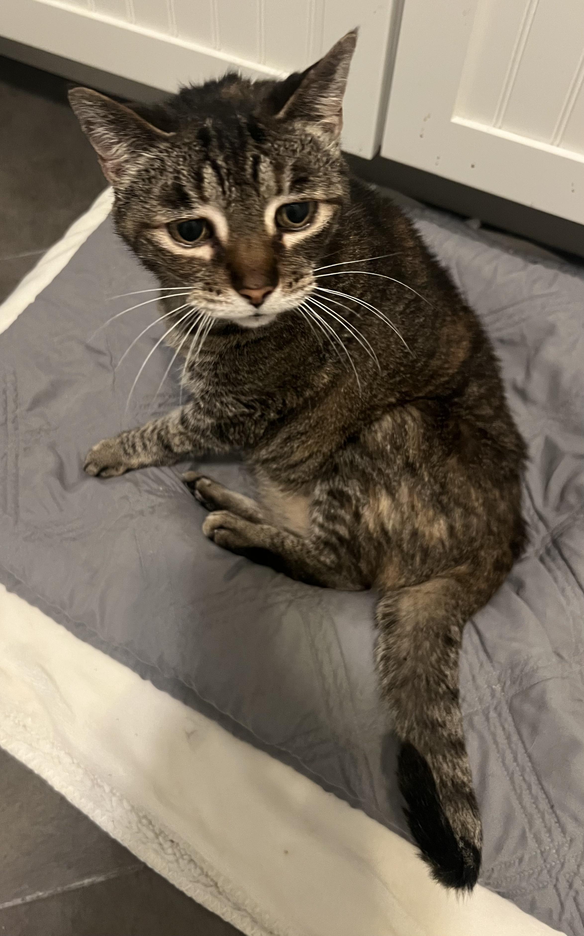 Enlarge Emily (Must Go With Scarlott), a ADOPTABLE Domestic Short Hair in El Segundo, CA image 3/6
